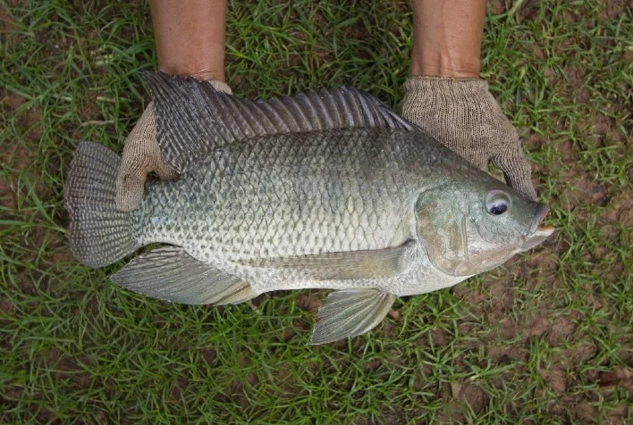 Qual é a solução inédita para o processo de produção de tilápias descoberta por pesquisadores da UFLA? 2 qual e a solucao inedita para o processo de producao de tilapias descoberta por pesquisadores da ufla