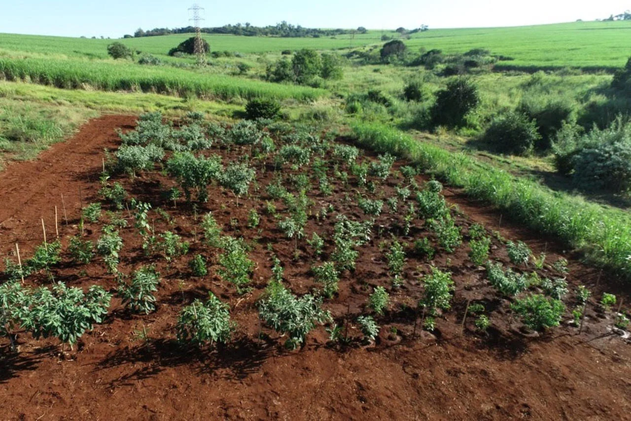 qual e a tecnica inovadora que vai acelerar o desenvolvimento florestal em uma area verde que e um foco de queimadas