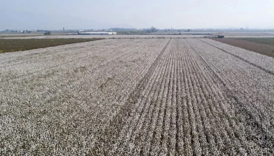 qual e a unica empresa brasileira que deve plantar quase 700 mil hectares nesta safra