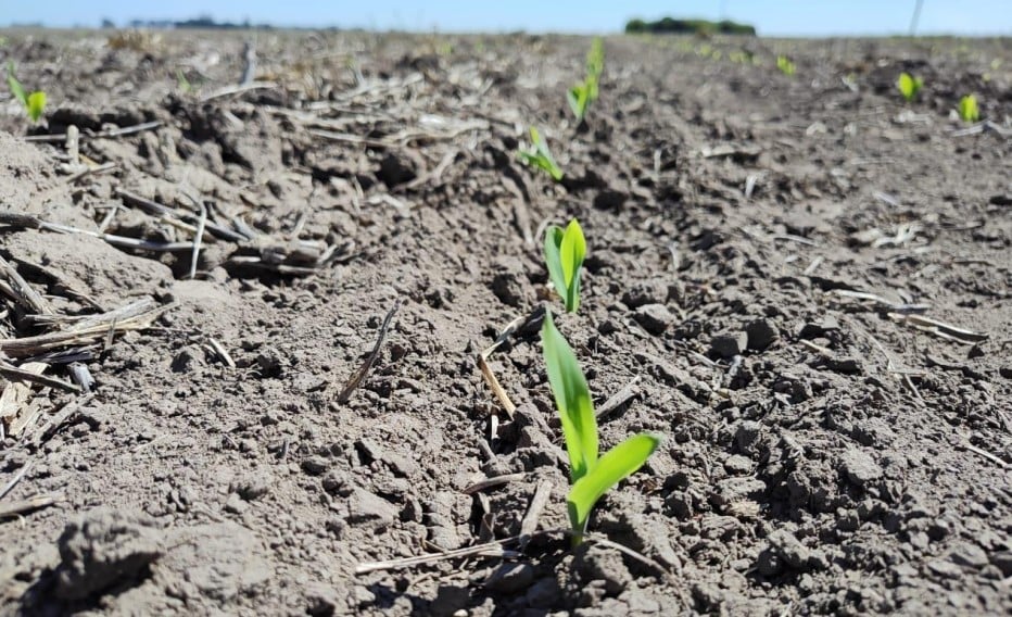 qual e o avanco atual e potencial de crescimento do plantio na argentina nos proximos dias