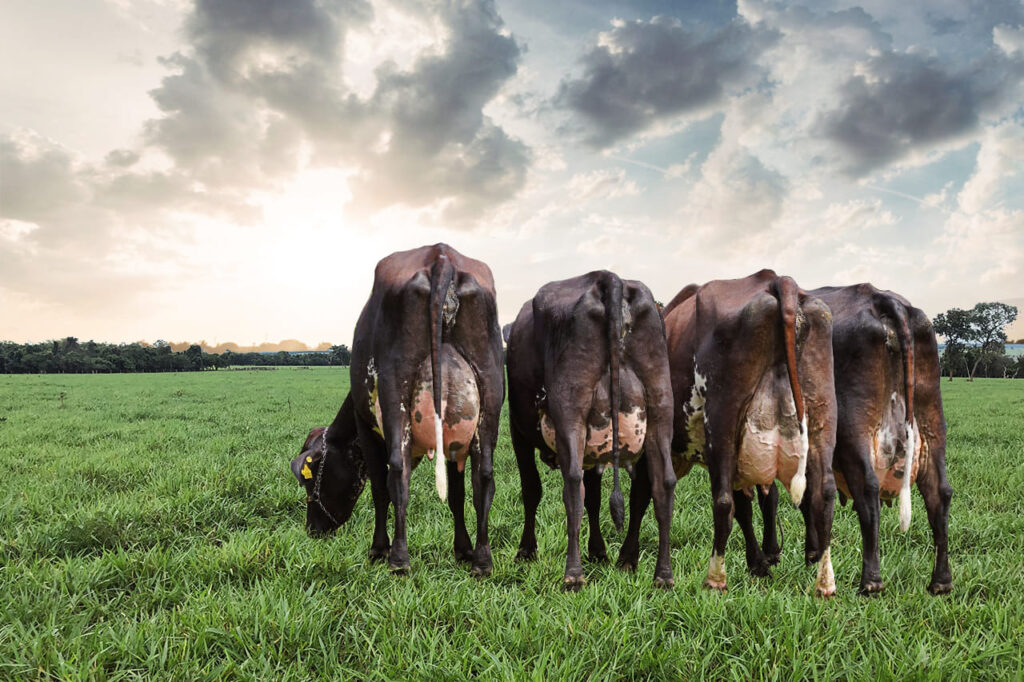 Qual é o desempenho do Benchmarking Rehagro Leite 2023? 42 Benchmarking Rehagro Leite 2023: veja os principais resultados