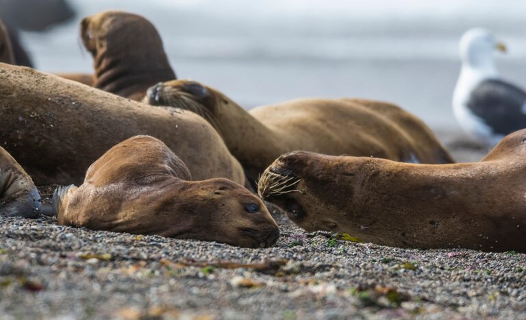 Qual é o foco confirmado de influenza aviária no litoral sul do RS?