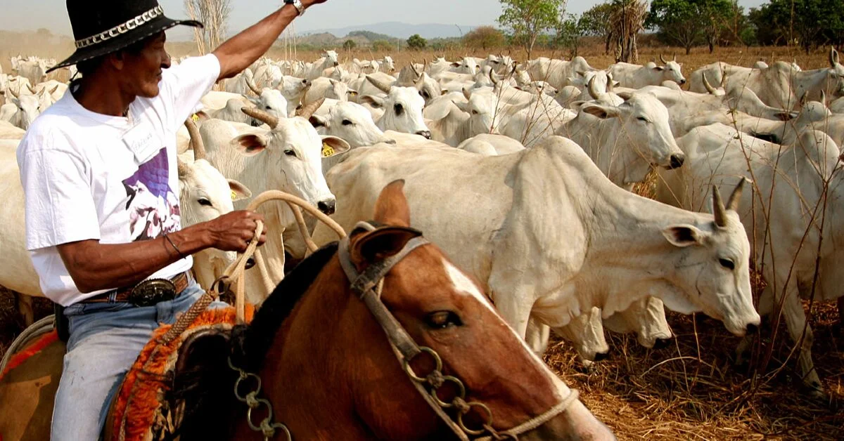 Qual é o impacto da mão de obra qualificada na produtividade da fazenda, de acordo com o Portal DBO? 7 qual e o impacto da mao de obra qualificada na produtividade da fazenda de acordo com o portal dbo
