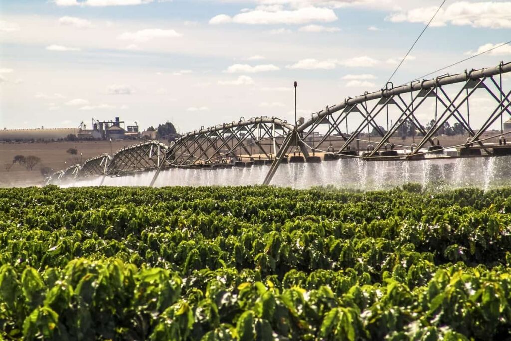 Irrigação do café: descubra as melhores práticas