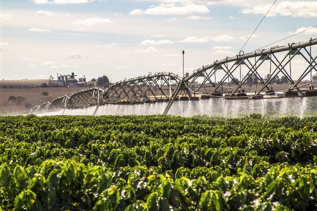 Qual é o melhor método de irrigação para o café?