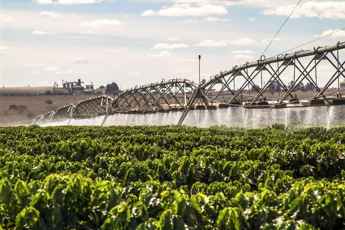 Qual é o melhor método de irrigação para o café? 10 Irrigação do café: descubra as melhores práticas