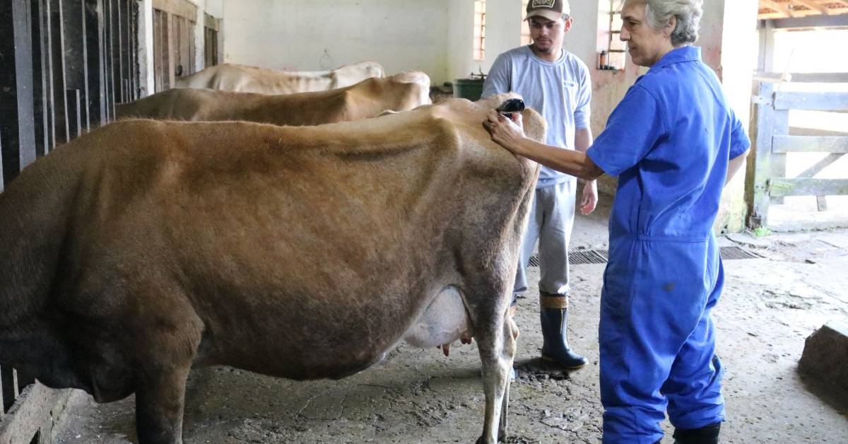 Qual é o objetivo da pesquisa realizada pela Estação do IDR-Paraná com acupuntura em animais?