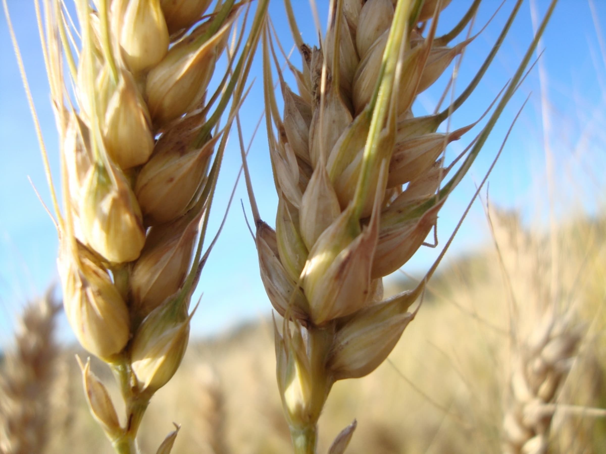 qual e o preco do trigo que esta registrando as menores medias desde 2017