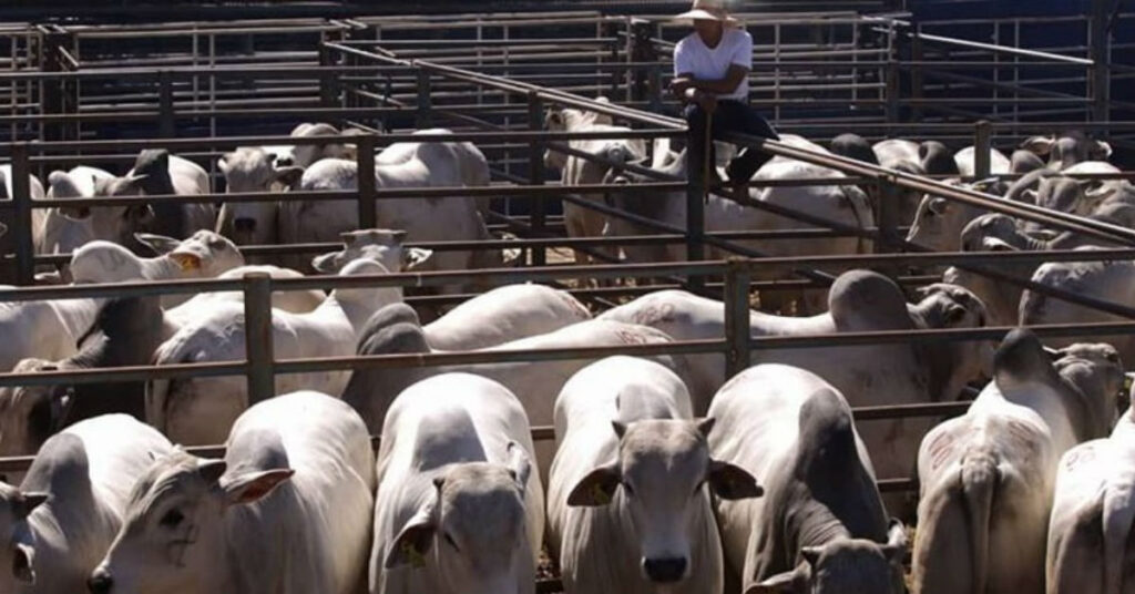 CFM comercializa reprodutores Nelore CEIP ao preço médio geral de R$ 11.043 • Portal DBO