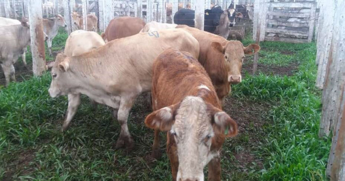 qual e o preco medio por cabeca em candoi de acordo com o portal dbo