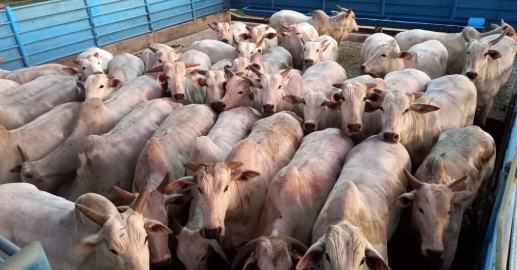 Qual é o segredo do boi capão de muito peso em MS? 13 Boi capão de muito peso lota o curral em MS. Média passa de 23@