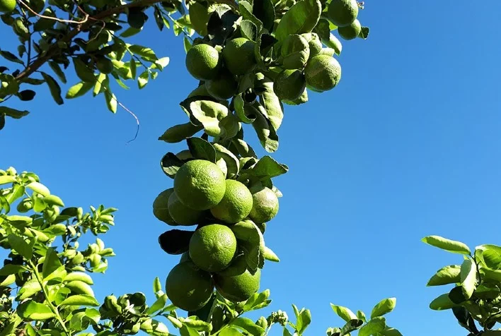 Qual é o sistema orgânico de produção de lima ácida Tahiti que os citricultores ganharam? 3 qual e o sistema organico de producao de lima acida tahiti que os citricultores ganharam