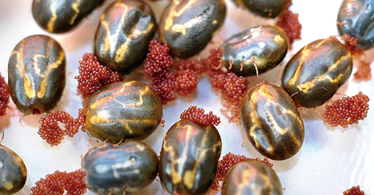 Qual é o tema da palestra no RS no Portal DBO sobre a seleção genômica de bovinos resistentes ao carrapato?