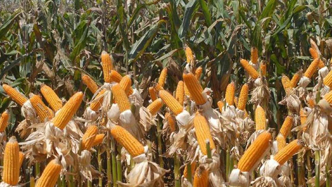 Valor Bruto da Produção Agropecuária chega a R$ 1,15 trilhão - Egídio Serpa