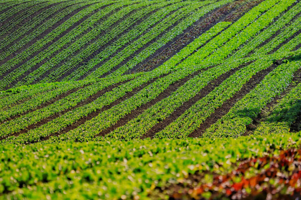 qual estado e lider nacional na producao de alimentos organicos 1
