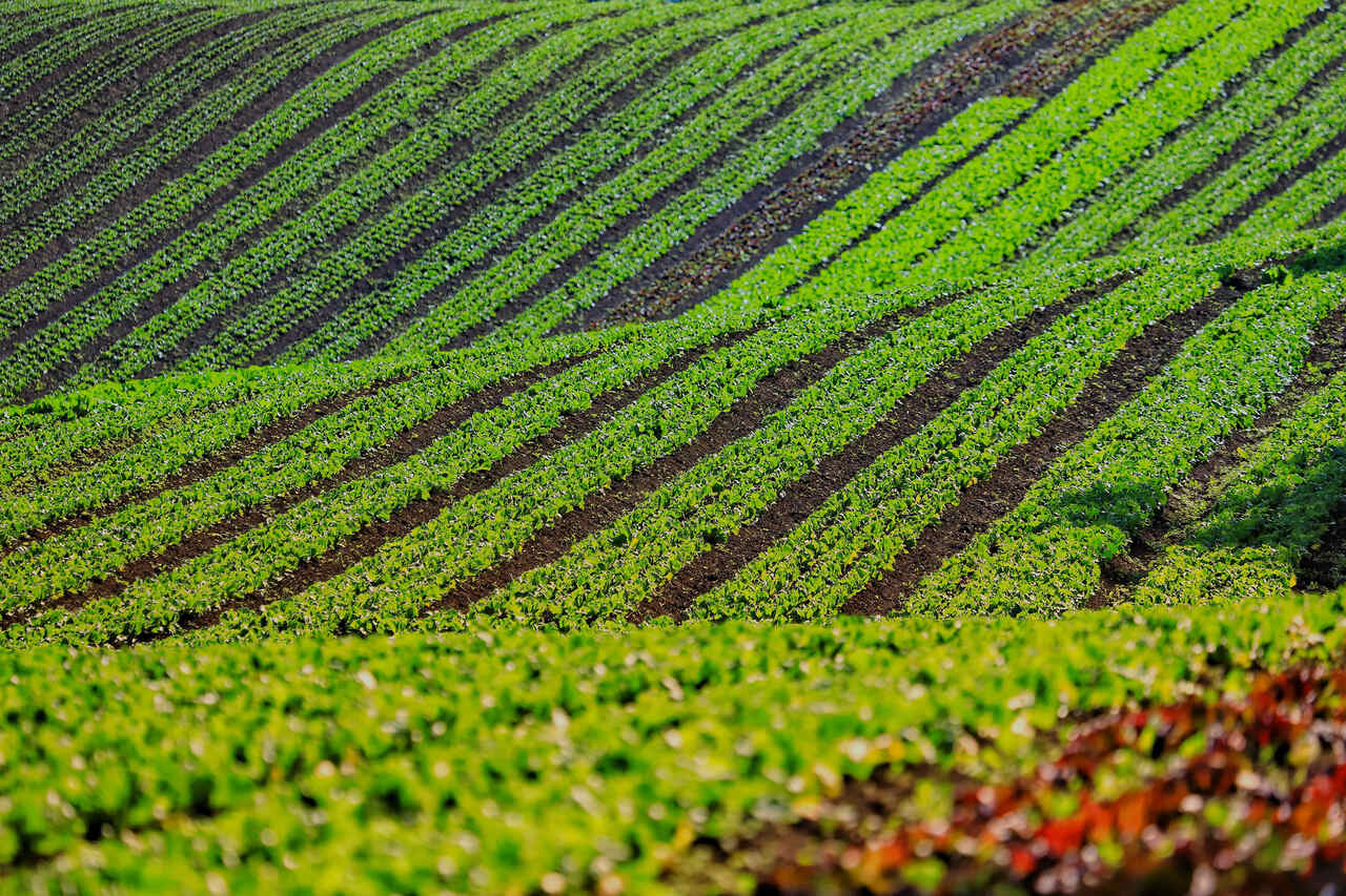 qual estado e lider nacional na producao de alimentos organicos 1