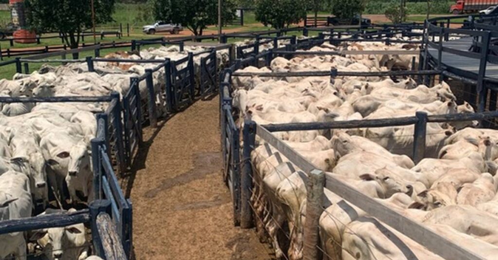 Qual foi a queda no custo operacional da recria/engorda em MT? 41 Custo operacional da recria/engorda recua 15% em MT, informa Imea • Portal DBO