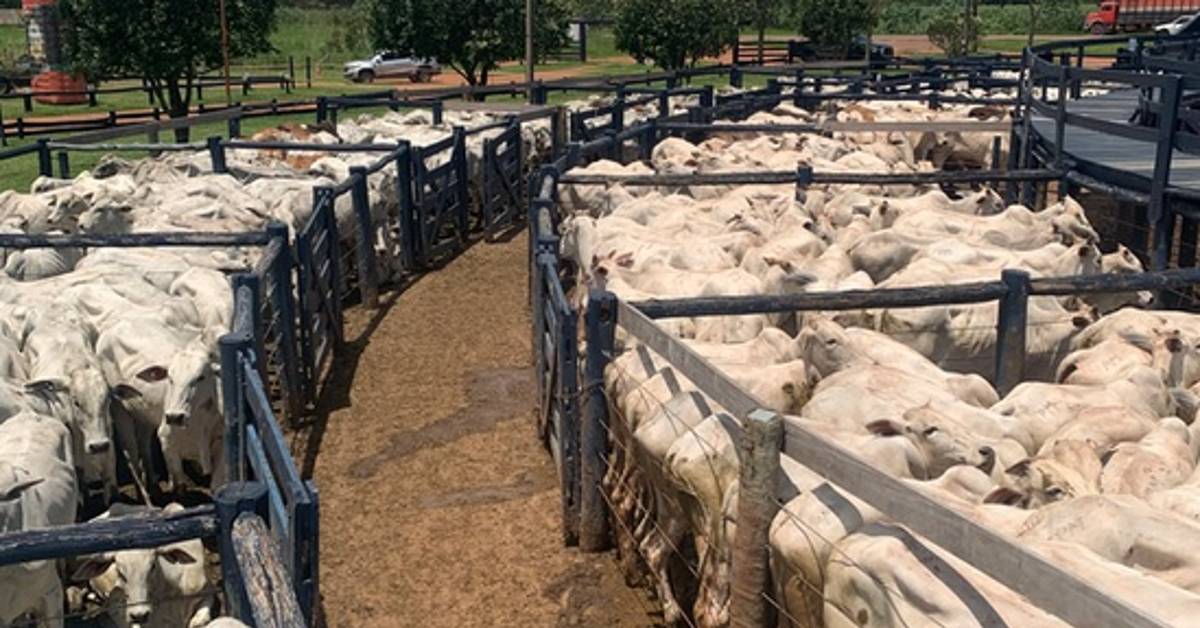 Qual foi a queda no custo operacional da recria/engorda em MT?