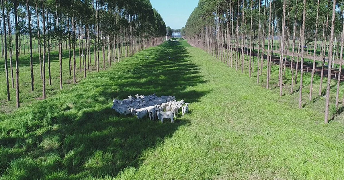Qual foi o destaque do lançamento do 'Sumário de Dados da Pecuária Sustentável' na 60ª Expo Rio Preto através do Portal DBO? 9 qual foi o destaque do lancamento do sumario de dados da pecuaria sustentavel na 60a expo rio preto atraves do portal dbo