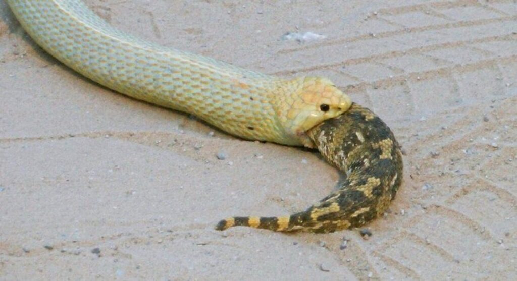 qual foi o registro impressionante feito por turistas de uma cobra engolindo uma serpente viva