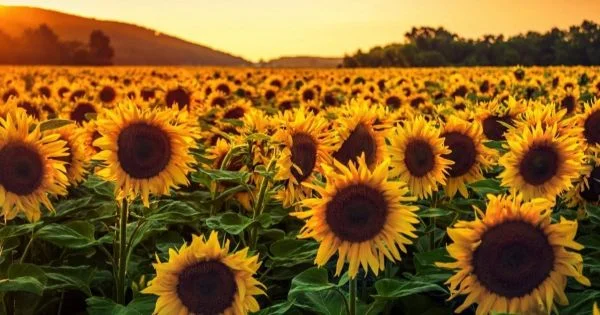 Mercado local con cotizaciones estables por maz y sorgo y sin ofertas abiertas por soja, trigo y girasol