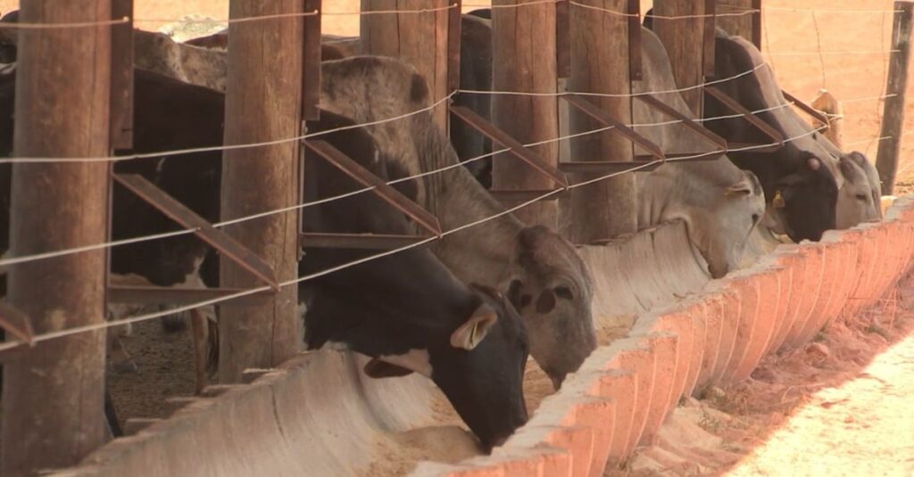 Pecuária intensiva: conheça o perfil e as tendências da engorda do boi no futuro