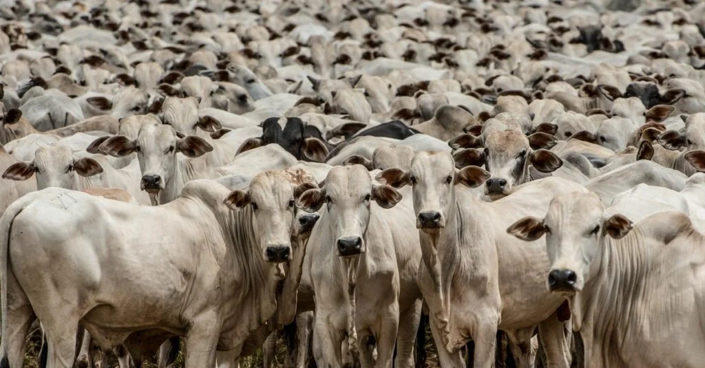 confira prazo para vacinação contra raiva e declaração de rebanho