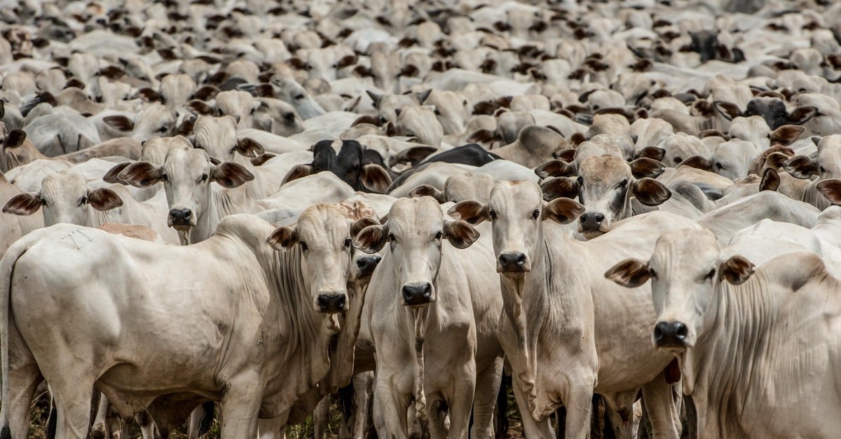 Qual o prazo para vacinar contra raiva e declarar rebanho?
