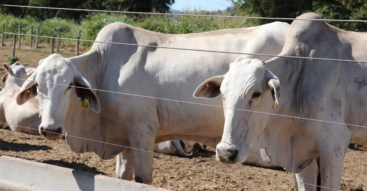 Qual o segredo do sucesso da Primus Ipanema? 1 o sucesso da Primus Ipanema Agropecuária