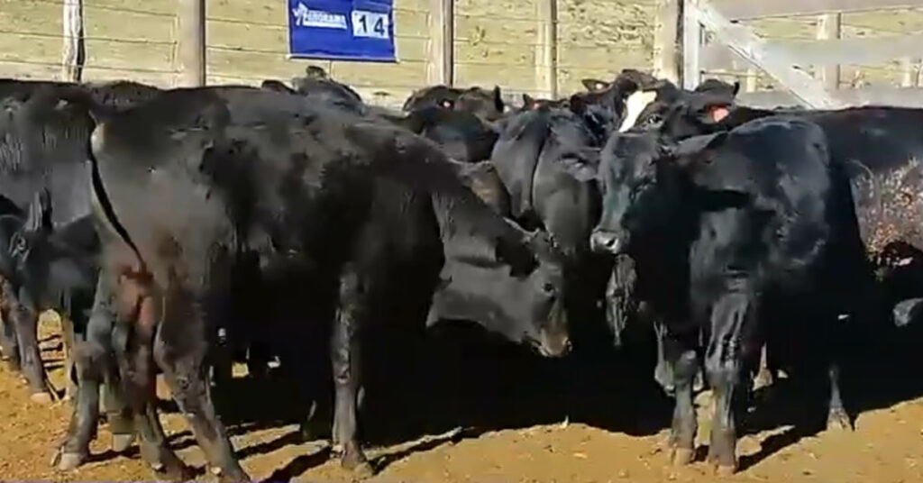 Qual o valor médio virtual em Cascavel? 1 virtual em Cascavel faz média de R$ 2.875 • Portal DBO