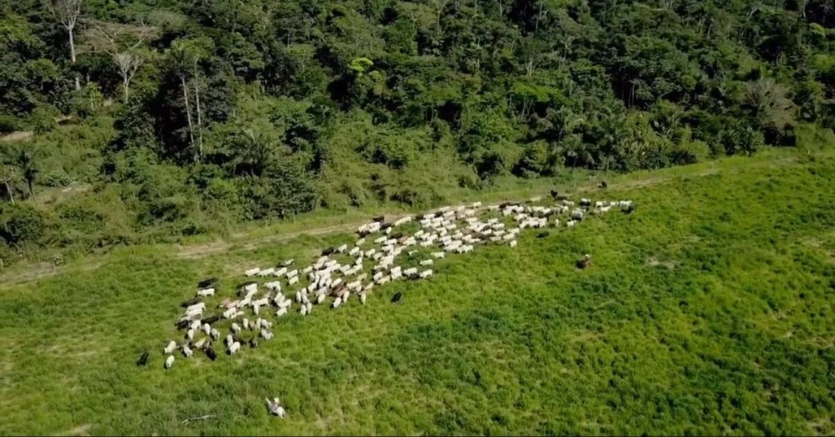 qual sera o tema do debate na 1a edicao do dialogos boi na linha no portal dbo