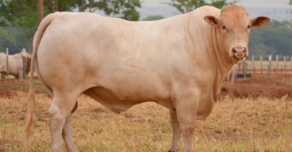 Qual touro é o ideal para clima quente e seco? 40 Estas dicas são tiro e queda para escolher o touro ideal para clima quente e seco