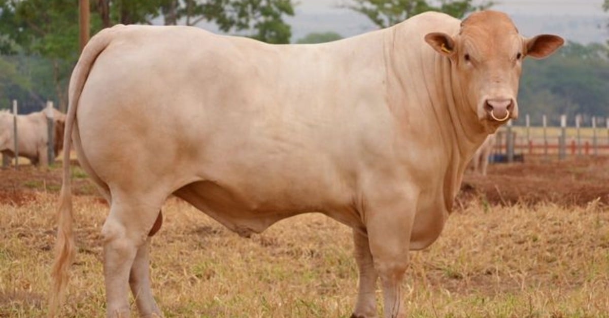 Qual touro é o ideal para clima quente e seco?