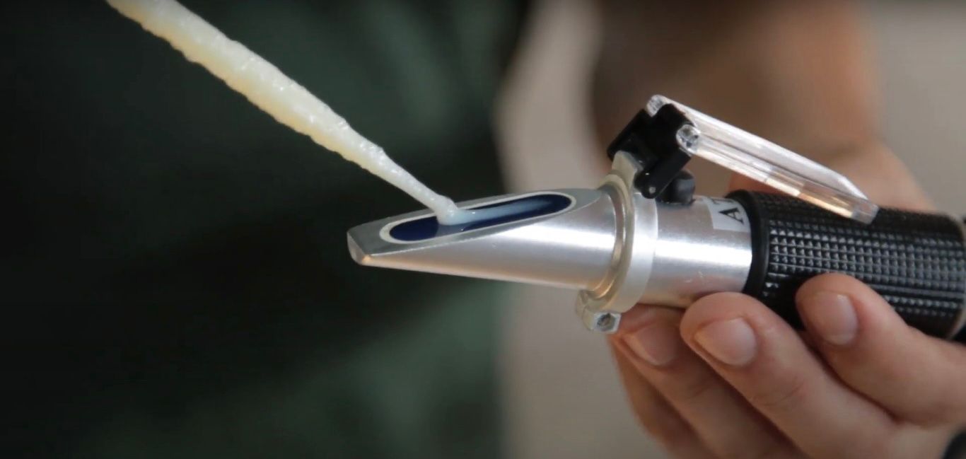 Qualidade do colostro: como avaliar?