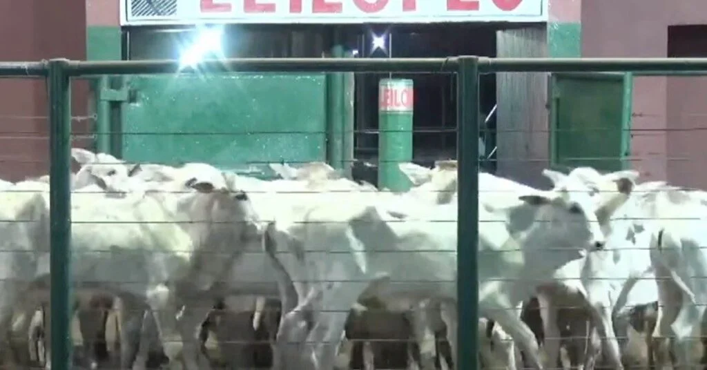 Quantas reses são oferecidas no 1300º Leilão de Corte da Leilopec e qual é a média de oferta? 5 quantas reses sao oferecidas no 1300o leilao de corte da leilopec e qual e a media de oferta