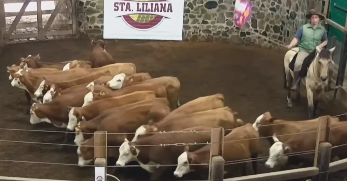 Quanto a Estância Santa Liliana movimentou com gado comercial?