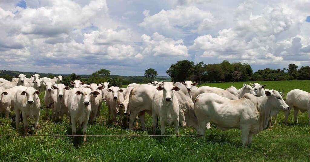 Quanto custa? Comparação de preços no Brasil 5 confira preços e cotações no Brasil