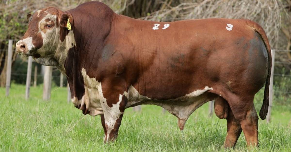 Quanto custou o Touro Braford CEIP vendido no ’51º Remate Guatambu e Caty’ • Portal DBO?