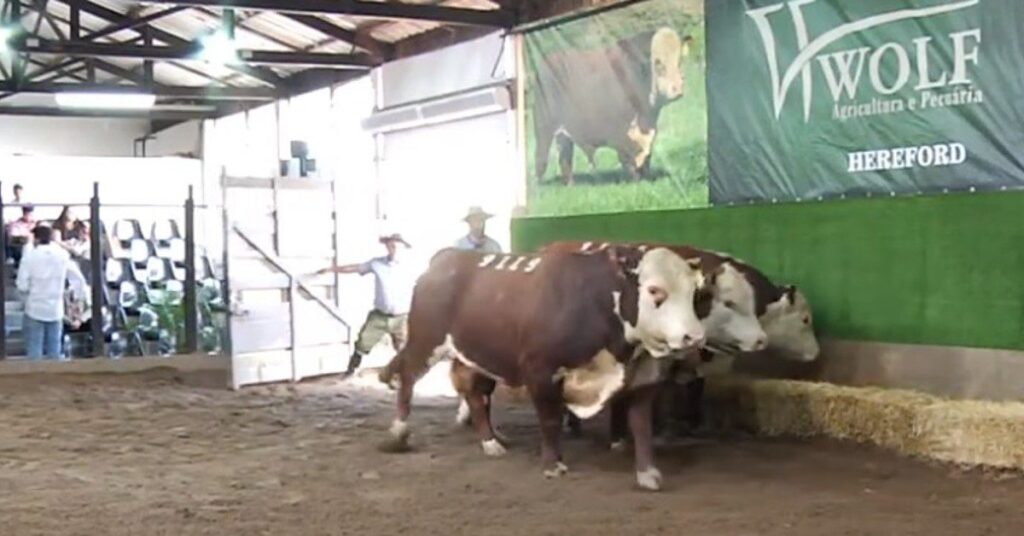 Quanto você pagaria por um touro Hereford? 12 Touros Hereford CEIP saem ao preço médio de R$ 20.156 no '21º Leilão Wolf Genética' • Portal DBO