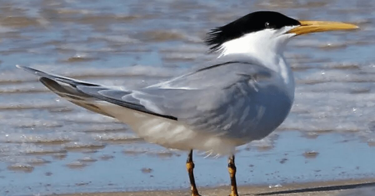 Quantos novos casos de gripe aviária foram confirmados em aves silvestres pela Agricultura, elevando o total para 114?