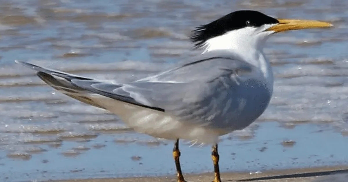 quantos novos casos de gripe aviaria foram confirmados em aves silvestres pela agricultura elevando o total para 114