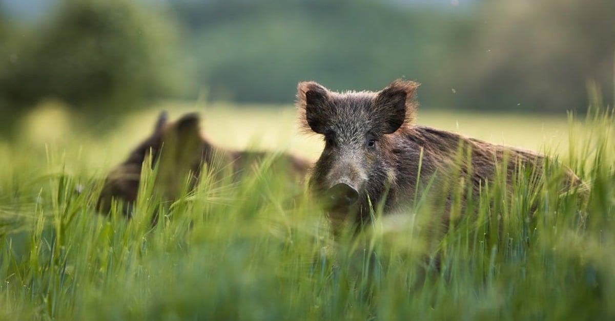 Querem liberar a caça de javalis?