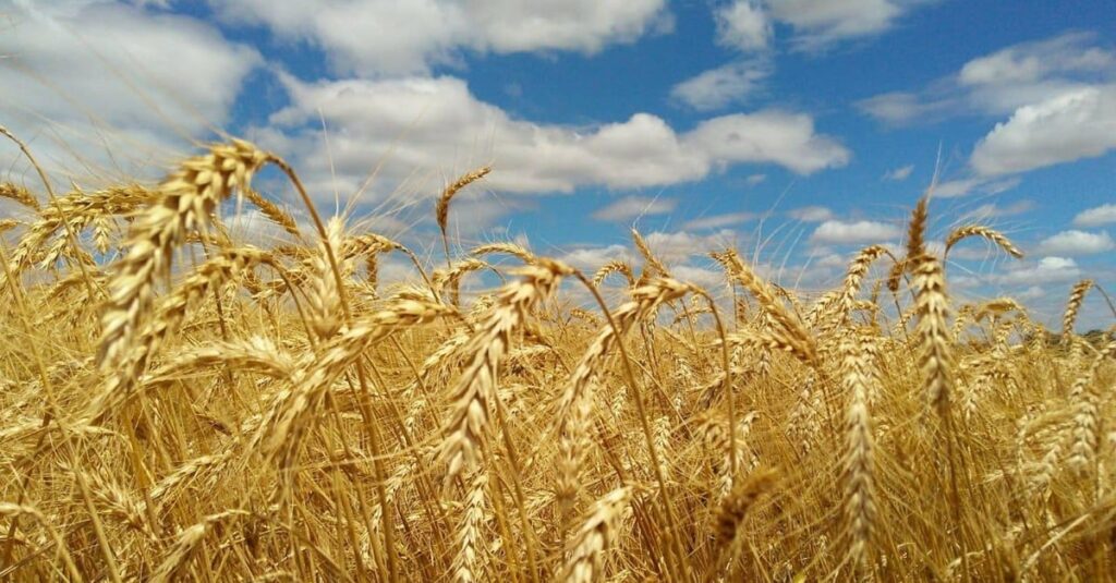 Deral diminui produção de trigo no PR? 1 Deral revisa para baixo estimativa de produção de trigo no PR