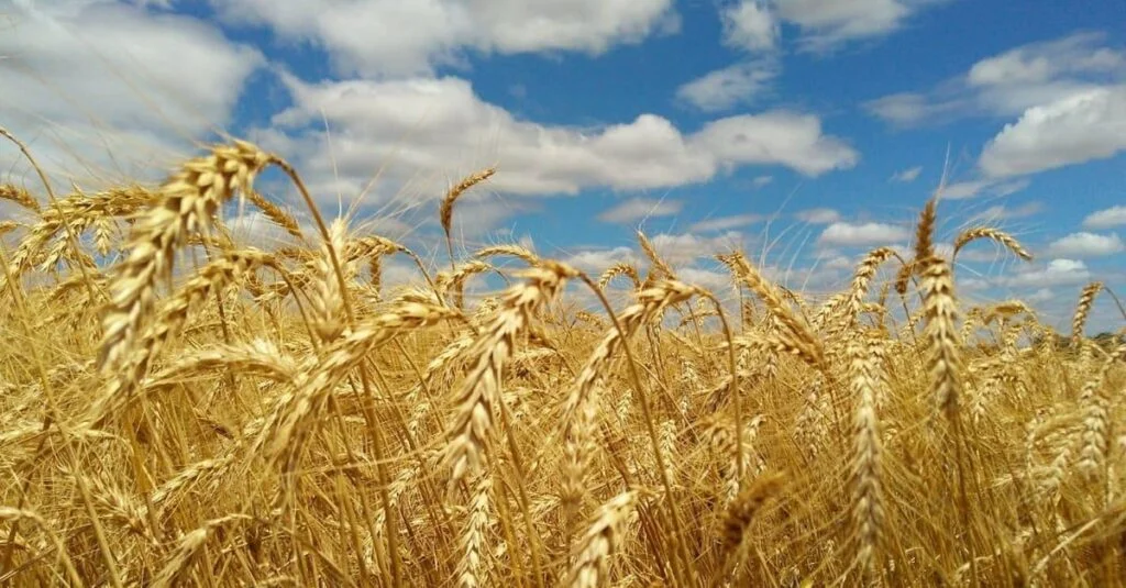 Recuo de preços apesar de produção menor 2 Deral revisa para baixo estimativa de produção de trigo no PR