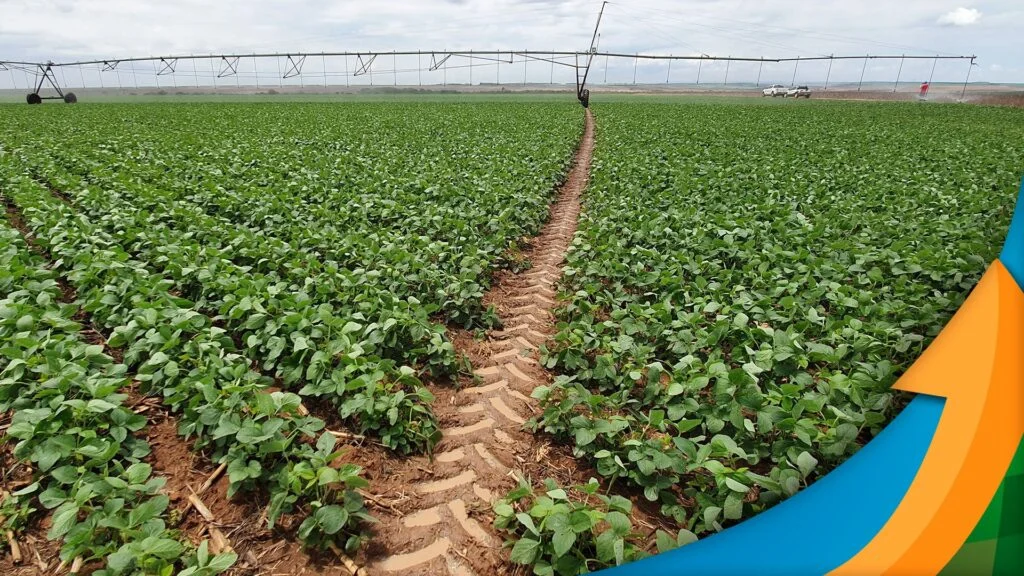 Período seco e quente interrompe plantio da soja em Uberlândia/MG