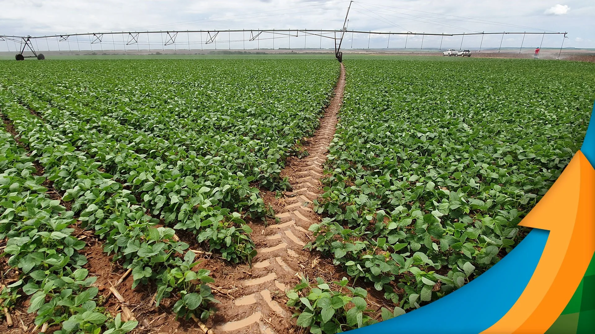 Soja em Uberlândia: Plantio prejudicado por período seco e quente? 13 Período seco e quente interrompe plantio da soja em Uberlândia/MG