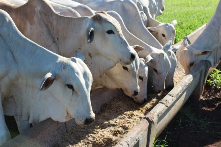 Suplementos para seca na chuva: quais as recomendações? 30 Suplementos de seca no período chuvoso: veja as recomendações