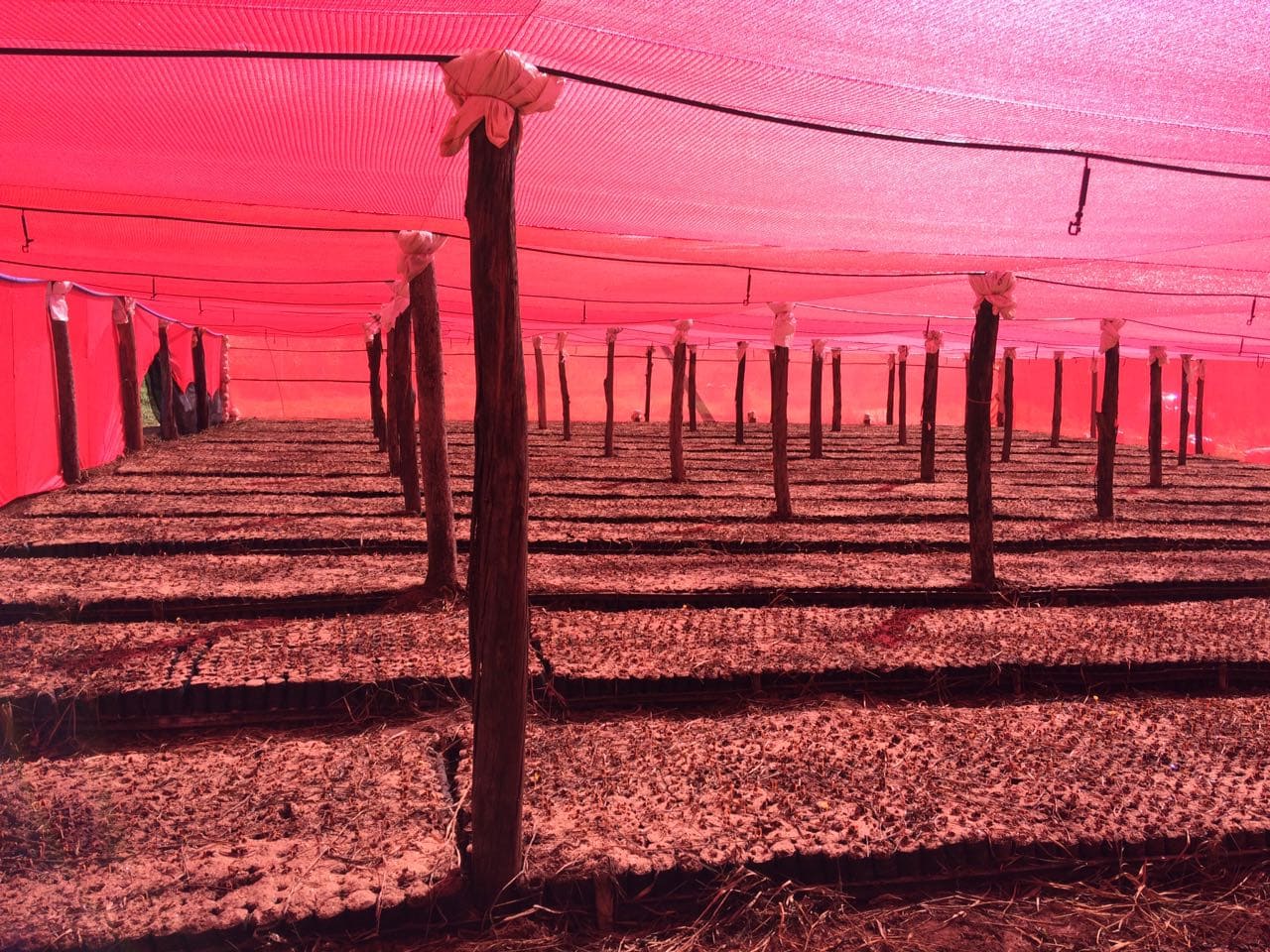 Tela vermelha ou preta? Qual a diferença?