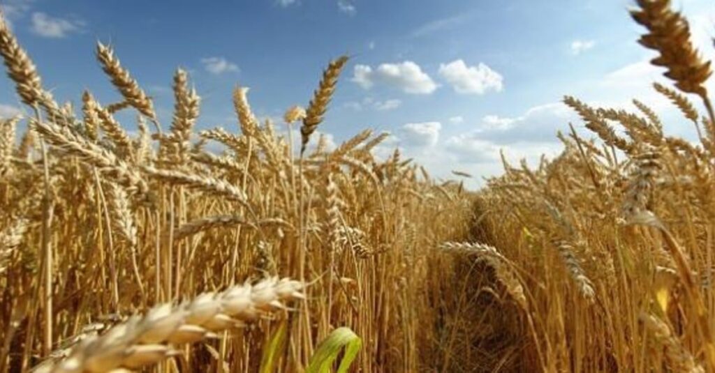 maior demanda pelo derivado alavanca preços