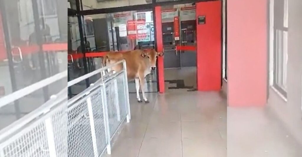 vaca tenta invadir agência bancária